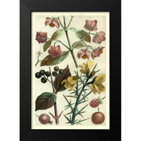 Fruits and Foliage I Black Modern Wood Framed Art Print by Vision Studio