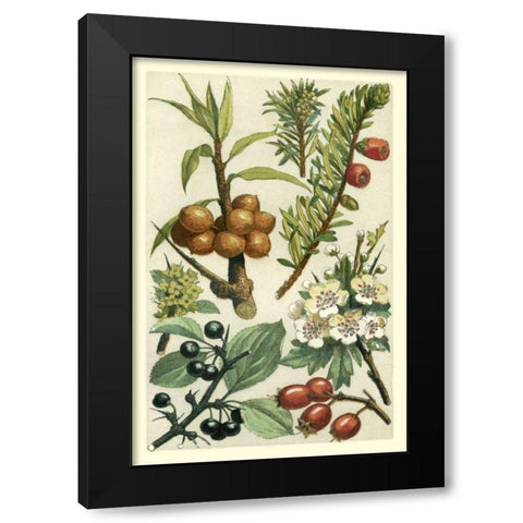 Fruits and Foliage III Black Modern Wood Framed Art Print by Vision Studio