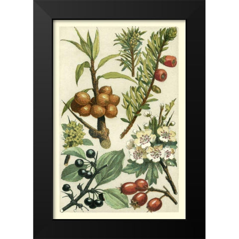 Fruits and Foliage III Black Modern Wood Framed Art Print by Vision Studio