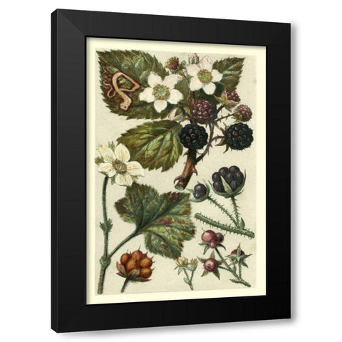 Fruits and Foliage VI Black Modern Wood Framed Art Print by Vision Studio