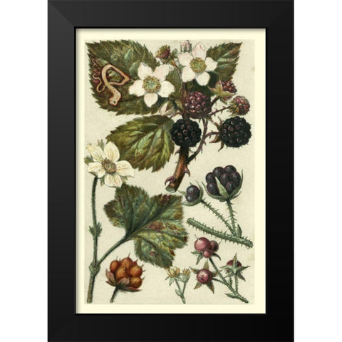 Fruits and Foliage VI Black Modern Wood Framed Art Print by Vision Studio