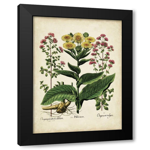 Besler Florilegium I Black Modern Wood Framed Art Print with Double Matting by Besler, Basilius