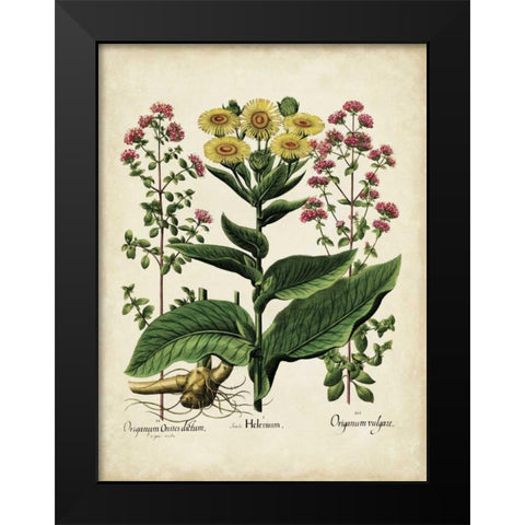 Besler Florilegium I Black Modern Wood Framed Art Print by Besler, Basilius
