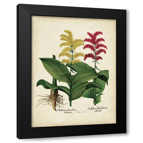 Besler Florilegium II Black Modern Wood Framed Art Print with Double Matting by Besler, Basilius