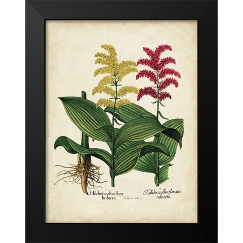 Besler Florilegium II Black Modern Wood Framed Art Print by Besler, Basilius