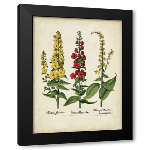 Besler Florilegium III Black Modern Wood Framed Art Print by Besler, Basilius