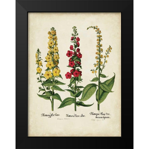 Besler Florilegium III Black Modern Wood Framed Art Print by Besler, Basilius