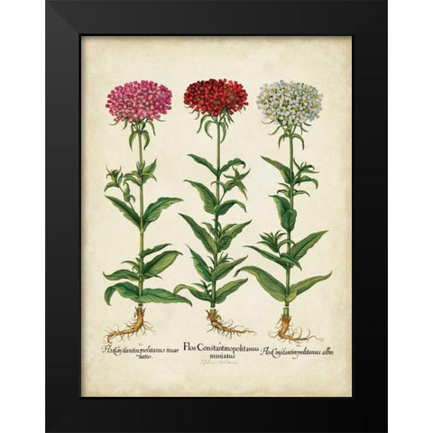 Besler Florilegium IV Black Modern Wood Framed Art Print by Besler, Basilius