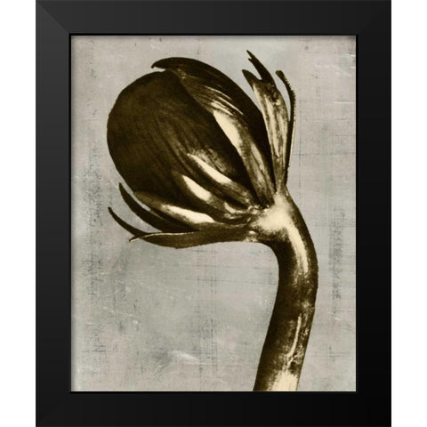 Blossfeldt Redeux III Black Modern Wood Framed Art Print by Vision Studio