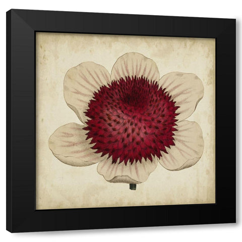 Pop Floral IV Black Modern Wood Framed Art Print with Double Matting by Vision Studio
