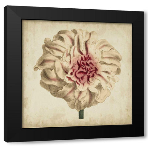 Pop Floral VII Black Modern Wood Framed Art Print by Vision Studio