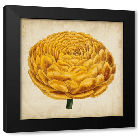 Pop Floral VIII Black Modern Wood Framed Art Print with Double Matting by Vision Studio