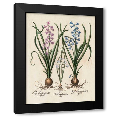 Besler Hyacinth I Black Modern Wood Framed Art Print with Double Matting by Besler, Basilius