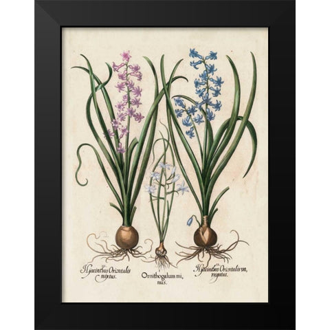 Besler Hyacinth I Black Modern Wood Framed Art Print by Besler, Basilius