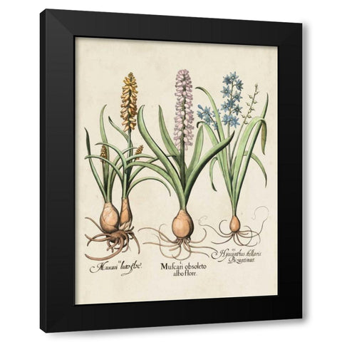Besler Hyacinth II Black Modern Wood Framed Art Print with Double Matting by Besler, Basilius