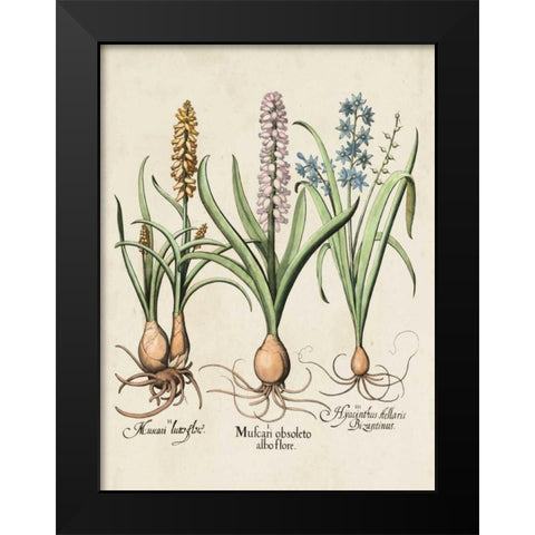 Besler Hyacinth II Black Modern Wood Framed Art Print by Besler, Basilius