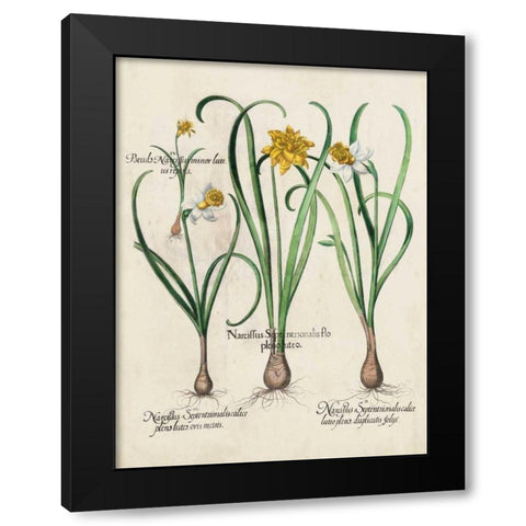 Besler Narcissus I Black Modern Wood Framed Art Print by Besler, Basilius