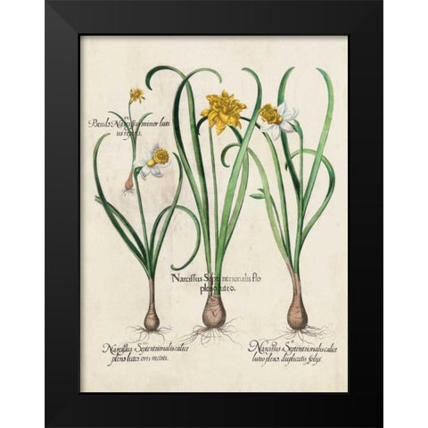 Besler Narcissus I Black Modern Wood Framed Art Print by Besler, Basilius