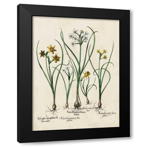 Besler Narcissus II Black Modern Wood Framed Art Print with Double Matting by Besler, Basilius