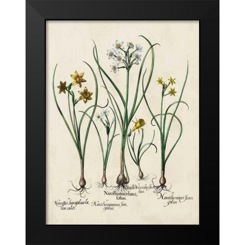 Besler Narcissus II Black Modern Wood Framed Art Print by Besler, Basilius