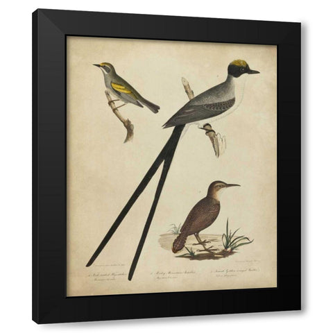 Bonapart Birds III Black Modern Wood Framed Art Print by Charles L. Bonapart