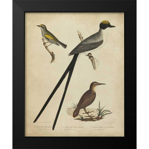 Bonapart Birds III Black Modern Wood Framed Art Print by Charles L. Bonapart