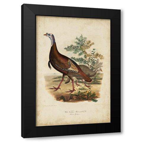 Wild Turkey Black Modern Wood Framed Art Print by Bonapart, Charles L.