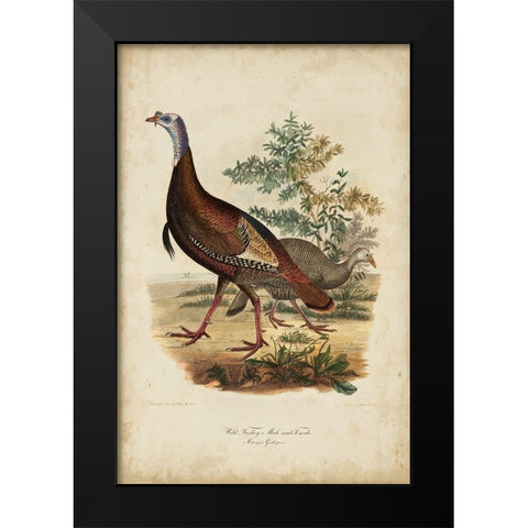 Wild Turkey Black Modern Wood Framed Art Print by Bonapart, Charles L.