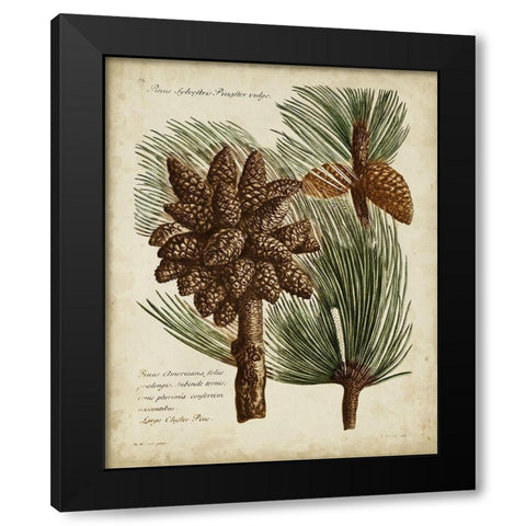 Antique Conifers I Black Modern Wood Framed Art Print by Fletcher, Henry