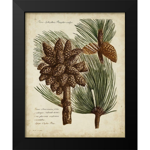 Antique Conifers I Black Modern Wood Framed Art Print by Fletcher, Henry