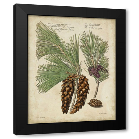 Antique Conifers II Black Modern Wood Framed Art Print by Fletcher, Henry