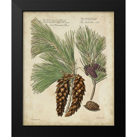 Antique Conifers II Black Modern Wood Framed Art Print by Fletcher, Henry