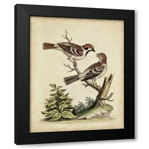 Edwards Bird Pairs VI Black Modern Wood Framed Art Print by Edwards, George