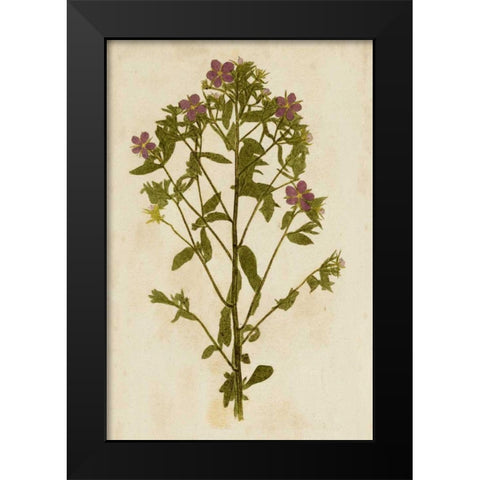 Botanical Impression II Black Modern Wood Framed Art Print by Unkown