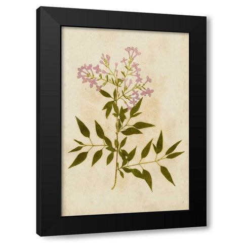 Botanical Impression III Black Modern Wood Framed Art Print by Unkown