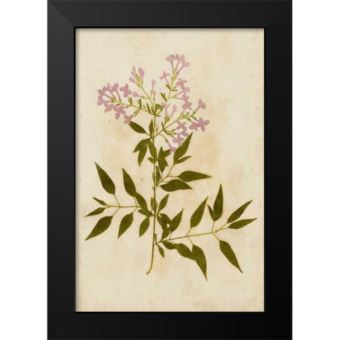 Botanical Impression III Black Modern Wood Framed Art Print by Unkown