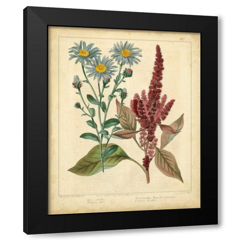 Garden Flora I Black Modern Wood Framed Art Print with Double Matting by Edwards, Sydenham