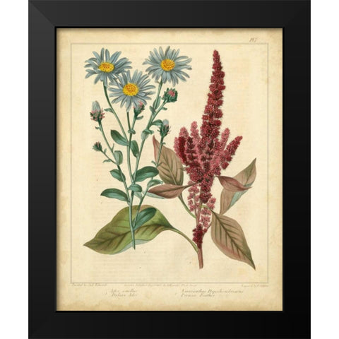 Garden Flora I Black Modern Wood Framed Art Print by Edwards, Sydenham