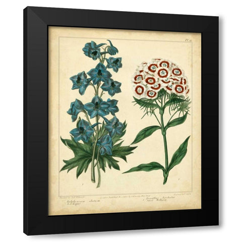 Garden Flora II Black Modern Wood Framed Art Print by Edwards, Sydenham
