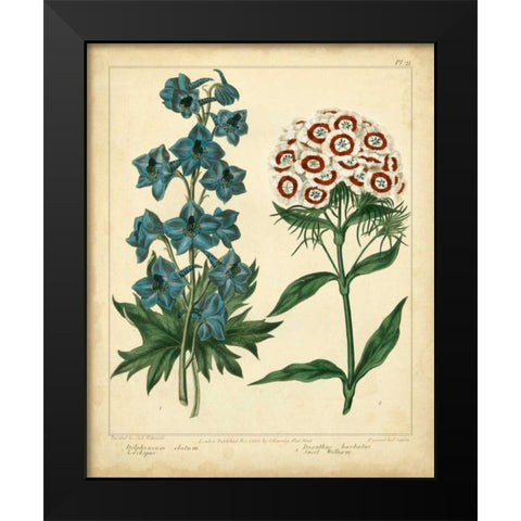 Garden Flora II Black Modern Wood Framed Art Print by Edwards, Sydenham