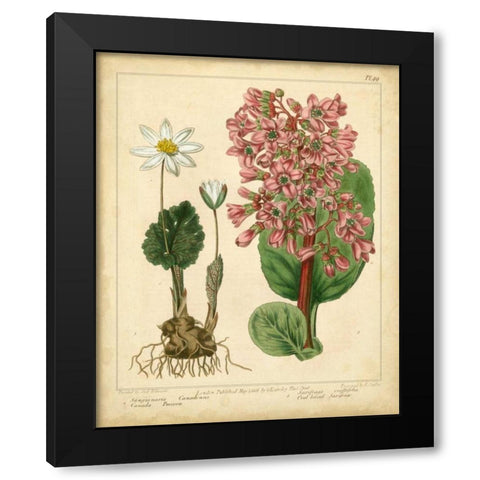 Garden Flora III Black Modern Wood Framed Art Print with Double Matting by Edwards, Sydenham