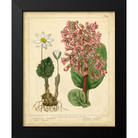 Garden Flora III Black Modern Wood Framed Art Print by Edwards, Sydenham