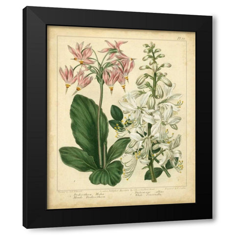 Garden Flora IV Black Modern Wood Framed Art Print by Edwards, Sydenham