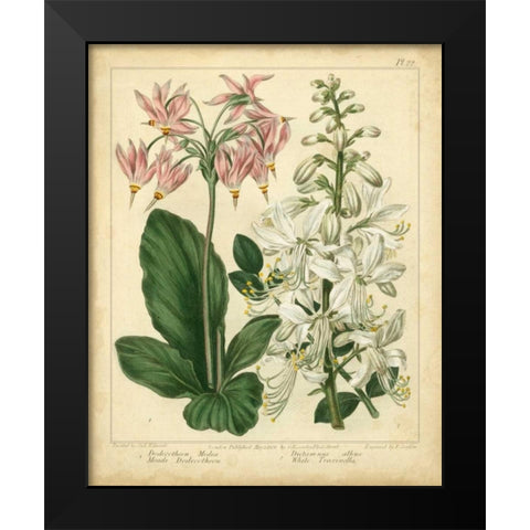 Garden Flora IV Black Modern Wood Framed Art Print by Edwards, Sydenham