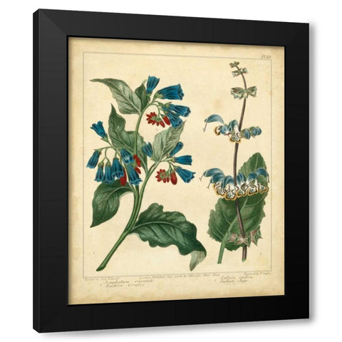 Garden Flora V Black Modern Wood Framed Art Print with Double Matting by Edwards, Sydenham