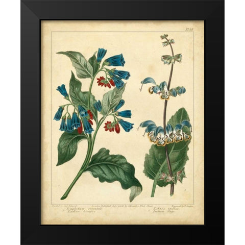 Garden Flora V Black Modern Wood Framed Art Print by Edwards, Sydenham