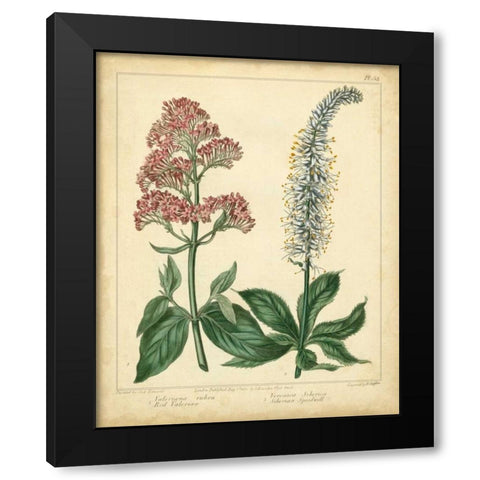 Garden Flora VI Black Modern Wood Framed Art Print with Double Matting by Edwards, Sydenham