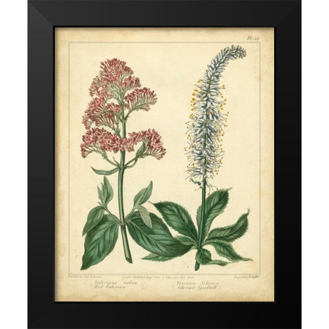 Garden Flora VI Black Modern Wood Framed Art Print by Edwards, Sydenham