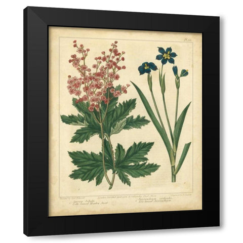 Garden Flora VII Black Modern Wood Framed Art Print with Double Matting by Edwards, Sydenham