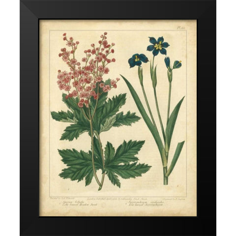Garden Flora VII Black Modern Wood Framed Art Print by Edwards, Sydenham